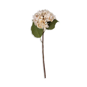 Morning Mist Hydrangea Abigail Ahern